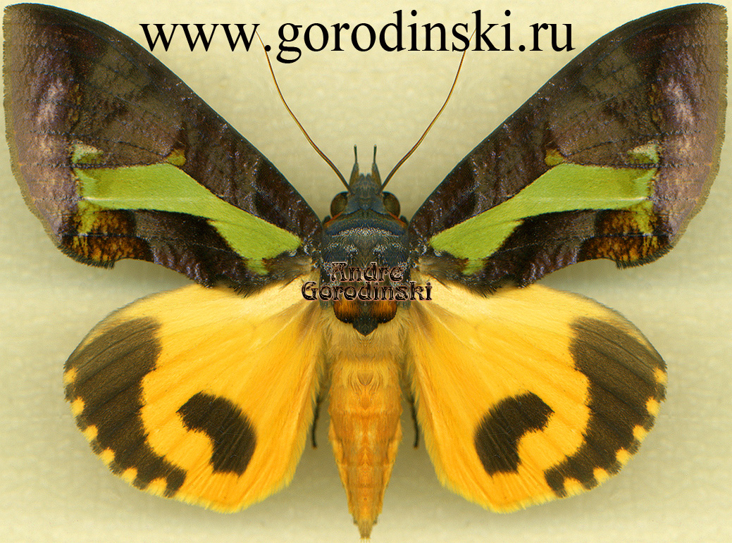 http://www.gorodinski.ru/catocala/Eudocima homaena.jpg